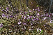 77 Fiori di stecco (Daphne cneorum)